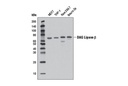 DAG Lipase β (D4P7C) Rabbit mAb