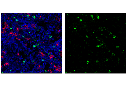 Ly-6G/Ly-6C (Gr-1) (RB6-8C5) Rat mAb