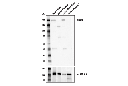 Caspr (D8I3V) Rabbit mAb