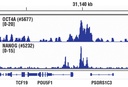 Nanog (D73G4) XP Rabbit mAb (ChIP Formulated)