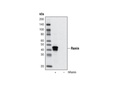 Renin Antibody