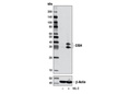 CISH (D4C10) Rabbit mAb