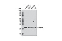 Rab1A (D5F8M) Rabbit mAb