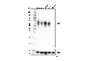 CD80 (E6J6N) Rabbit mAb
