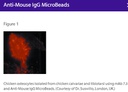 Anti-Mouse  IgG(H+L)-Microbeads, 2 ml