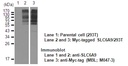 Anti-SLC6A9 (GlyT1) (Human) pAb