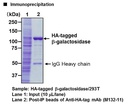 Anti-HA-tag mAb-Magnetic Beads