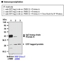 Anti-GST-tag pAb-HRP-DirecT