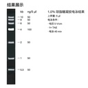 6kb  Plus DNA分子量标准