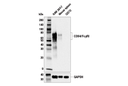CD64/FcgammaRI (E2O4L) Rabbit mAb