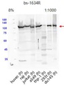 Anti-ATF6 antibody