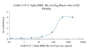 重组SARS冠状病毒2 Spike RBD 蛋白