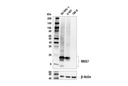 NKG7 (E6S2A) Rabbit mAb