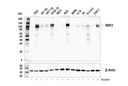 NRF2(E3J1V)Rabbit mAb