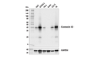 Connexin 43 (E7N2R) XP Rabbit mAb