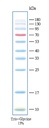 彩色预染蛋白marker（10-180kDa）