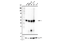 IRF-4 (E8H3S) XP Rabbit mAb