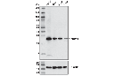 PRDX6 (D9J9H) Rabbit mAb