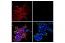 DYKDDDDK Tag (D6W5B) Rabbit mAb (Binds to same epitope as Sigma's Anti-FLAG M2 Antibody) (Alexa Fluor 594 Conjugate)