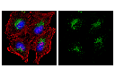 LAMP1 (D2D11) XP Rabbit mAb (Alexa Fluor 488 Conjugate)